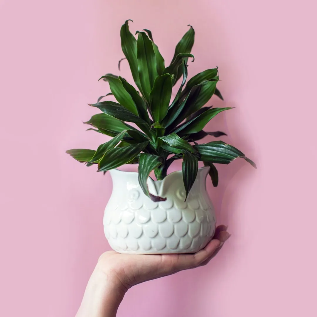Dracaena: The Office Classic That Belongs Back at Home (Image Credits: Unsplash)