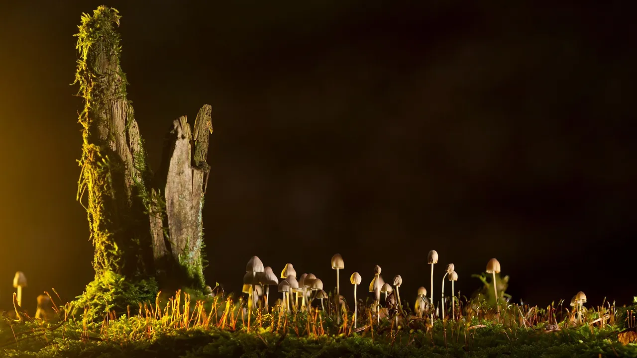 The Fungal Foundation: What Mycorrhizae Actually Are (Image Credits: Pixabay)