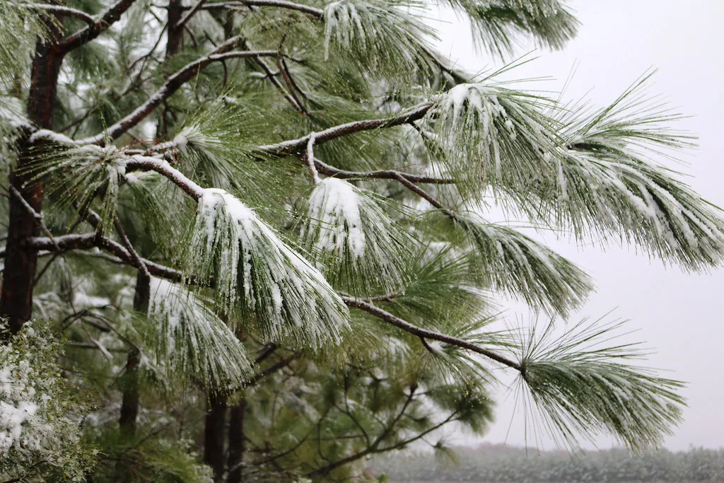 Snow Cover Actually Protects Needles (Image Credits: Flickr)
