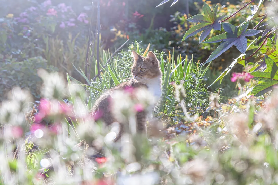 Vegetable Gardens: A Hidden Risk Spot (Image Credits: Unsplash)