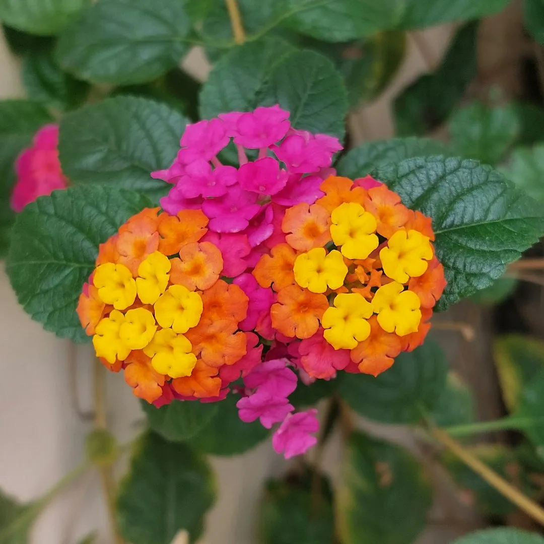 8. Lantana (Lantana camara) (Image Credits: Unsplash)