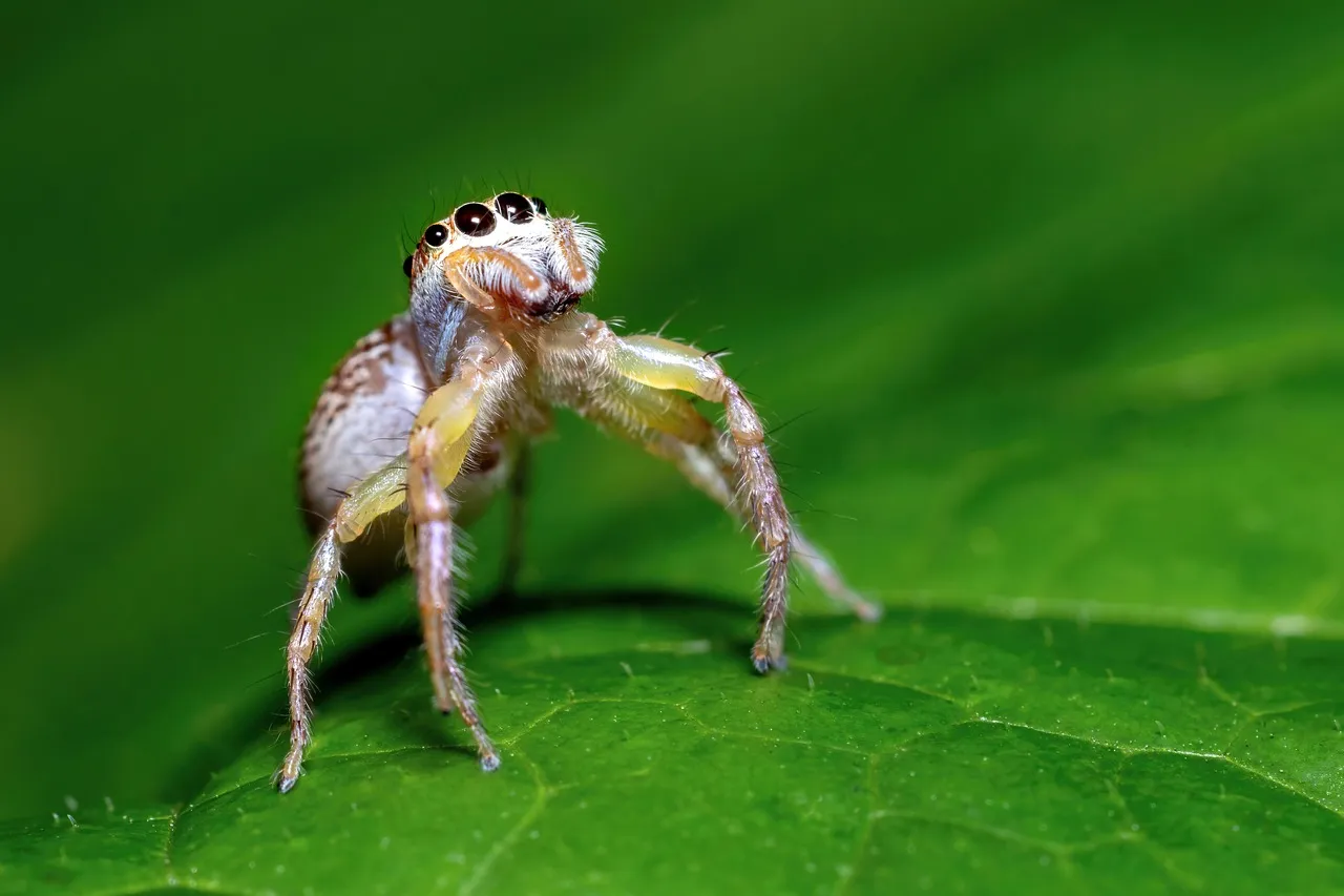 Most Indoor Spiders Are Harmless to Humans (Image Credits: Pixabay)