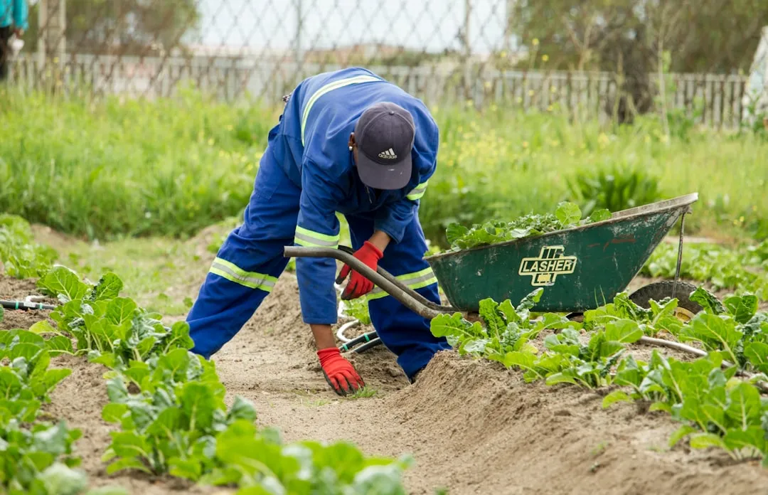 Hoeing the Tops Off Perennial Weeds (Image Credits: Unsplash)