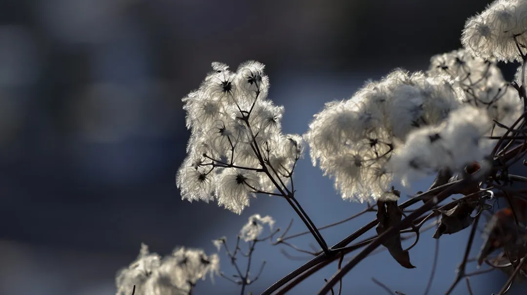 The Seed Heads: A Winter Food Source Wildlife Cannot Afford to Lose (Image Credits: Unsplash)