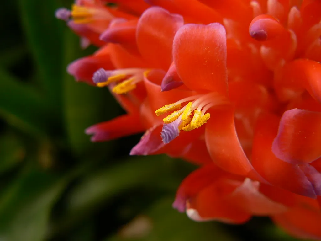 Bromeliad: The Vivid, Once-in-a-Moment Optimist (Fioshoot, Flickr, CC BY 2.0)