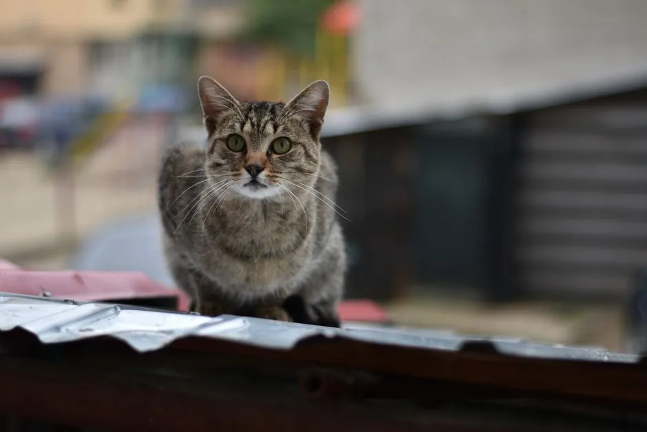 What Independence Really Means for Felines (Image Credits: Pexels)