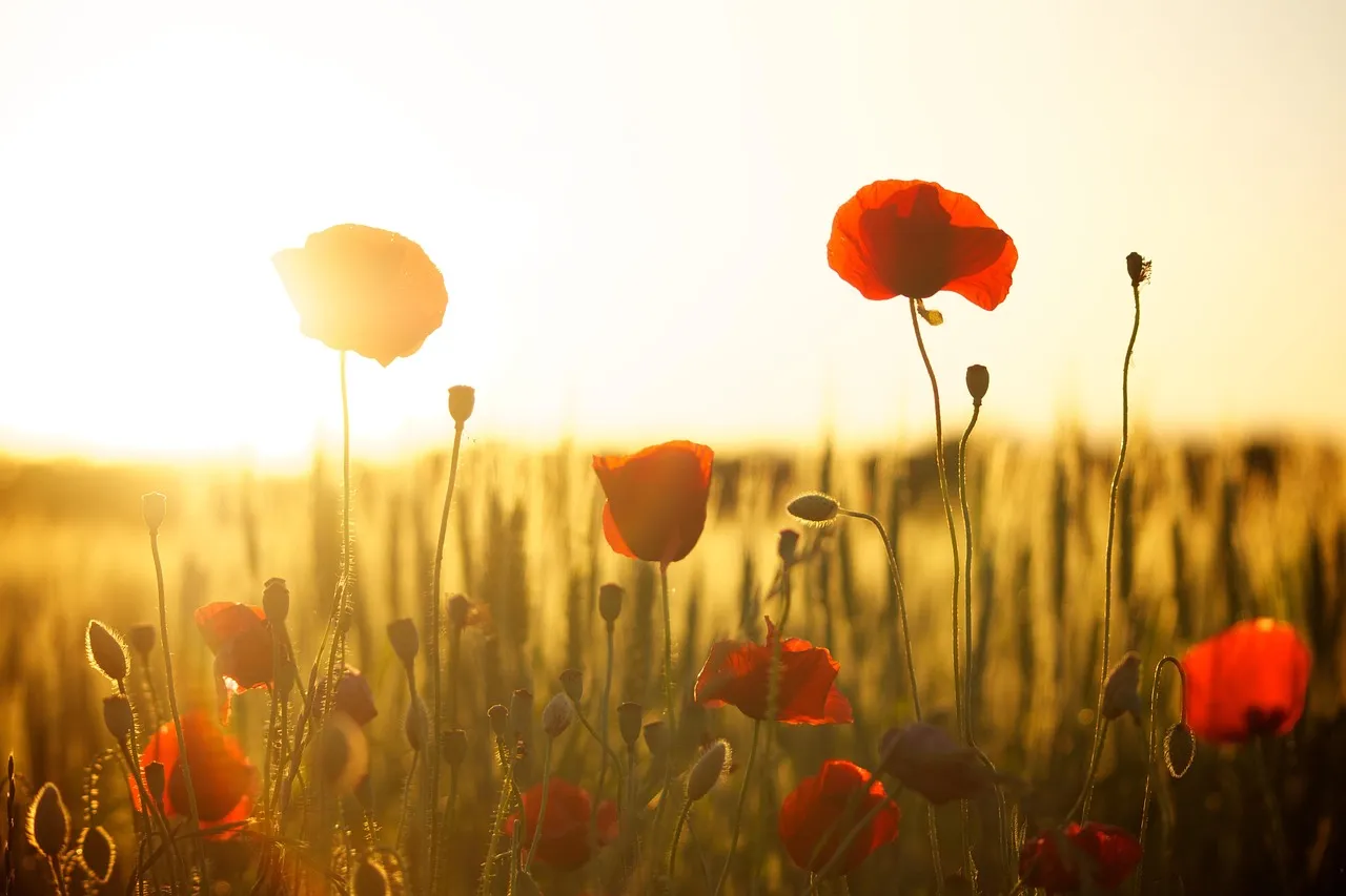 Fertilizing: Less Is Almost Always More (Image Credits: Pixabay)