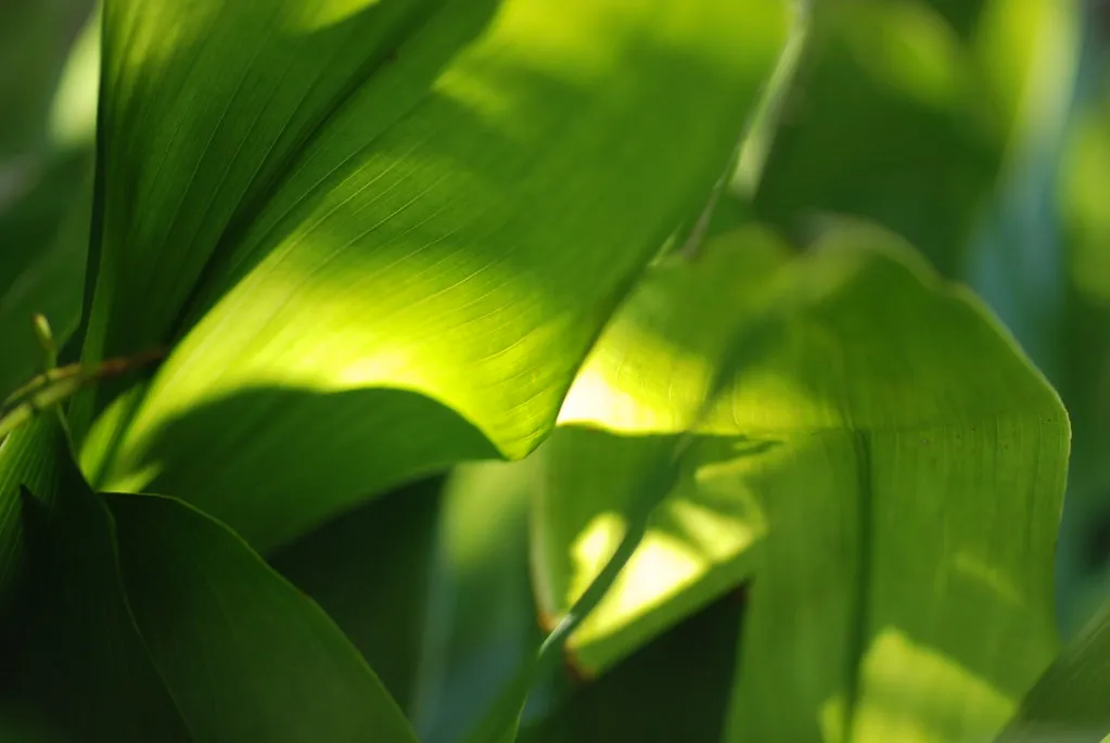 5. Cast Iron Plant (Aspidistra elatior) (halfrain, Flickr, CC BY-SA 2.0)