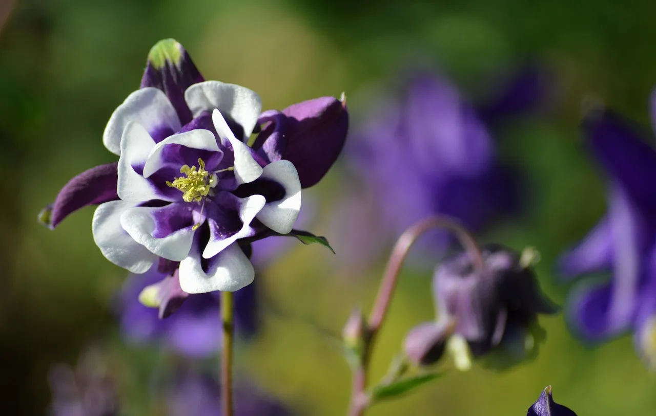 Columbine: Wildness at the Garden's Edge (Image Credits: Pixabay)