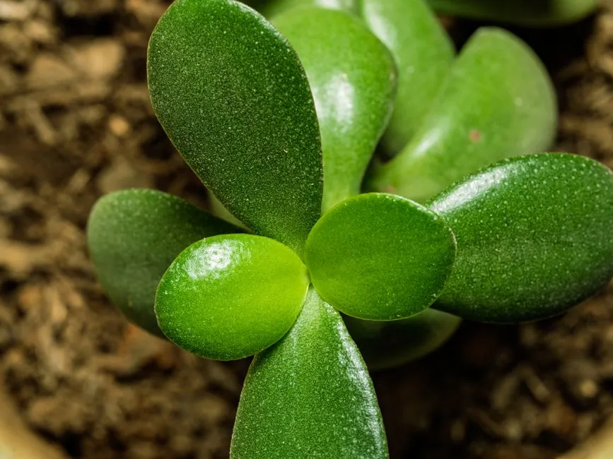 2. Jade Plant: The Long-Game Thinker (Image Credits: Pexels)