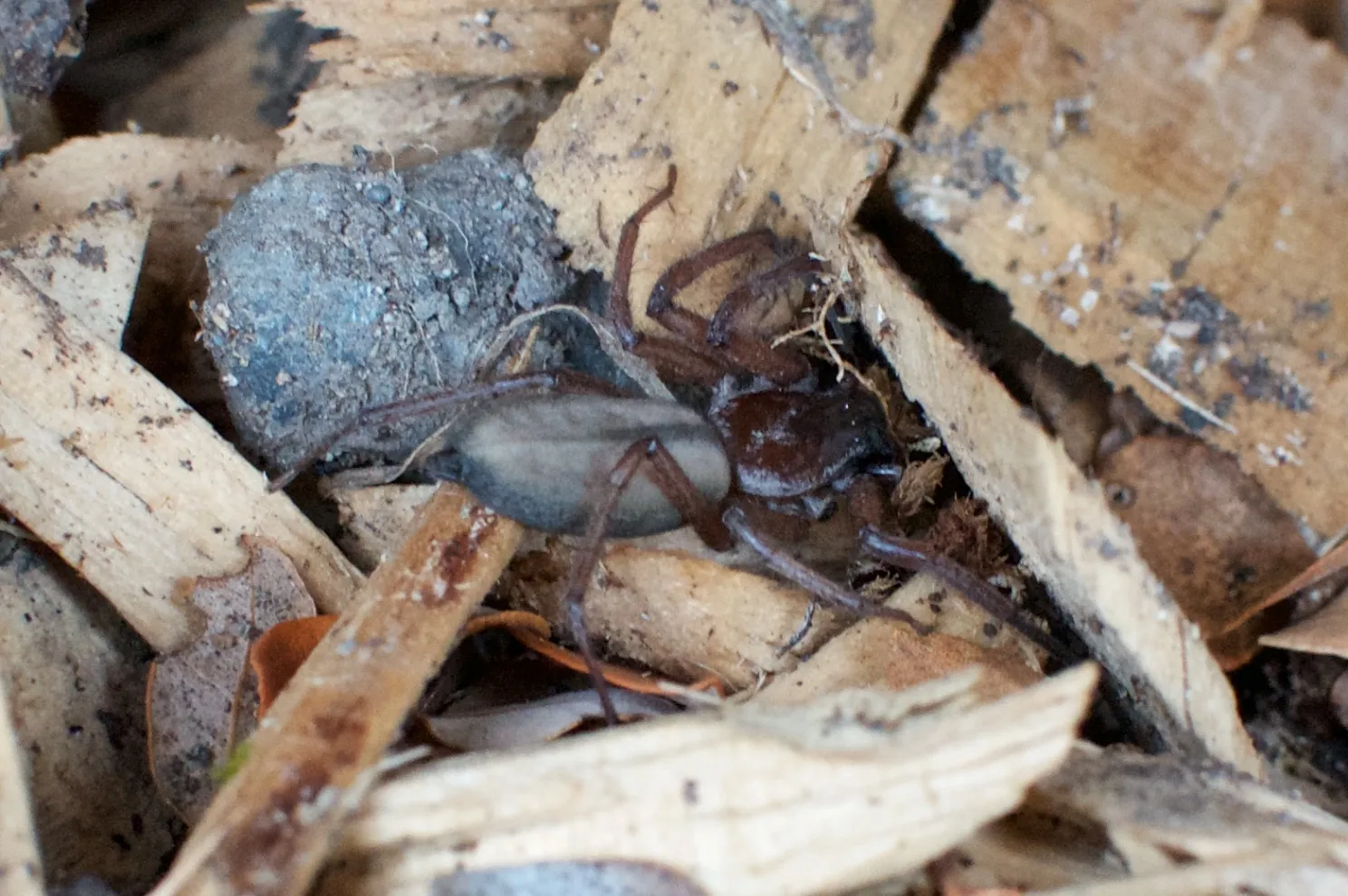 Outdoor Spiders Hide in Microhabitats (Hemicloea rogenhoferi, CC BY-SA 2.0)