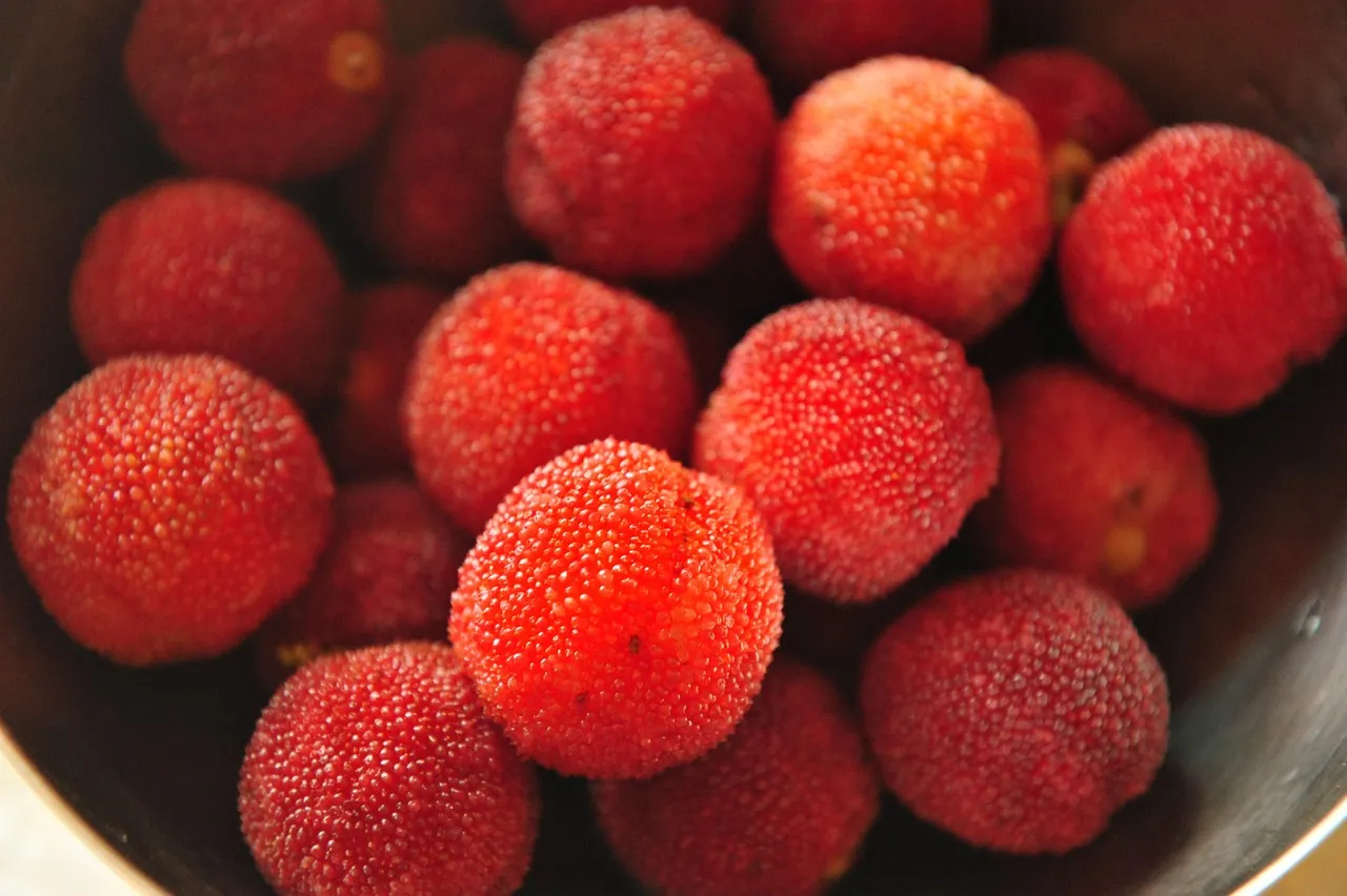 2. Northern Bayberry (Morella pensylvanica) (Image Credits: Pixabay)
