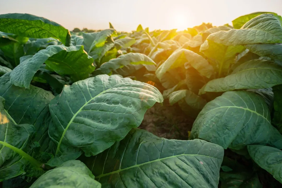 Collards for Cabbage Moths and Diamondback Moths (Image Credits: Unsplash)