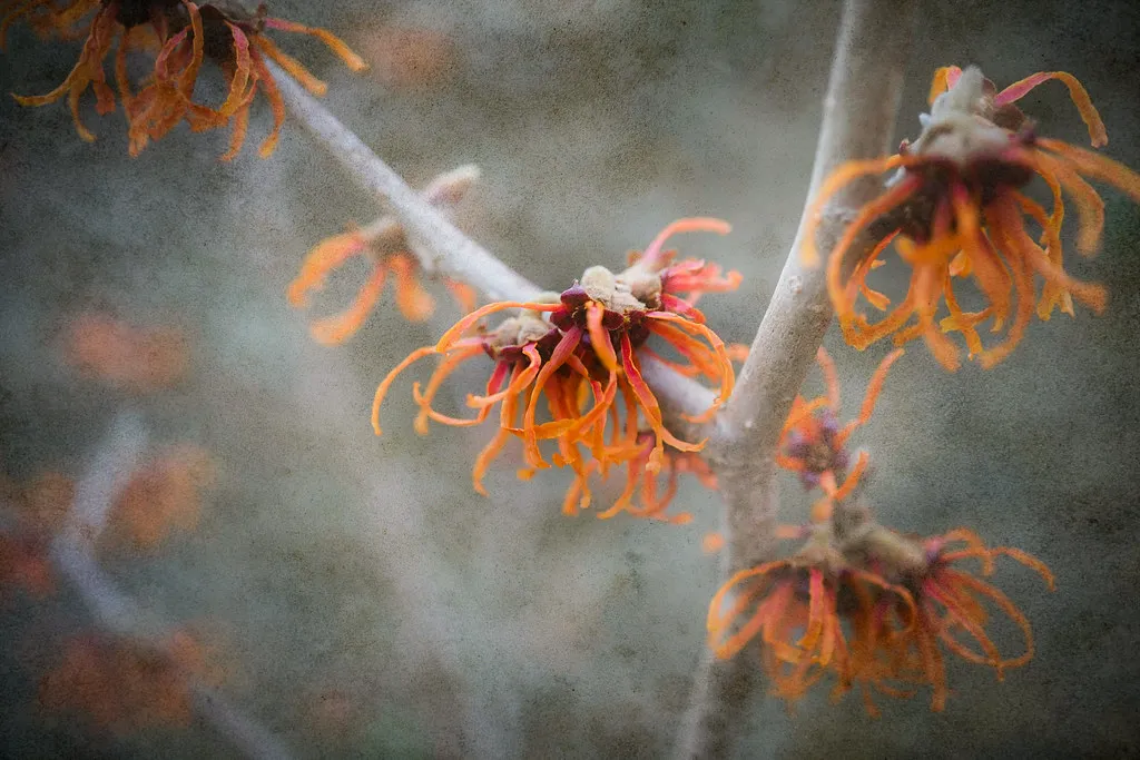 A Remarkably Low Fruit Set (judy dean, Flickr, CC BY-SA 2.0)