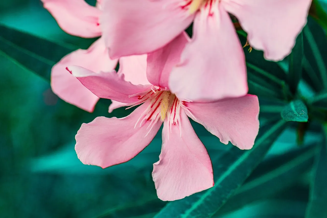 Oleander: A Flowering Hedge That Can Stop a Heart (Image Credits: Pixabay)