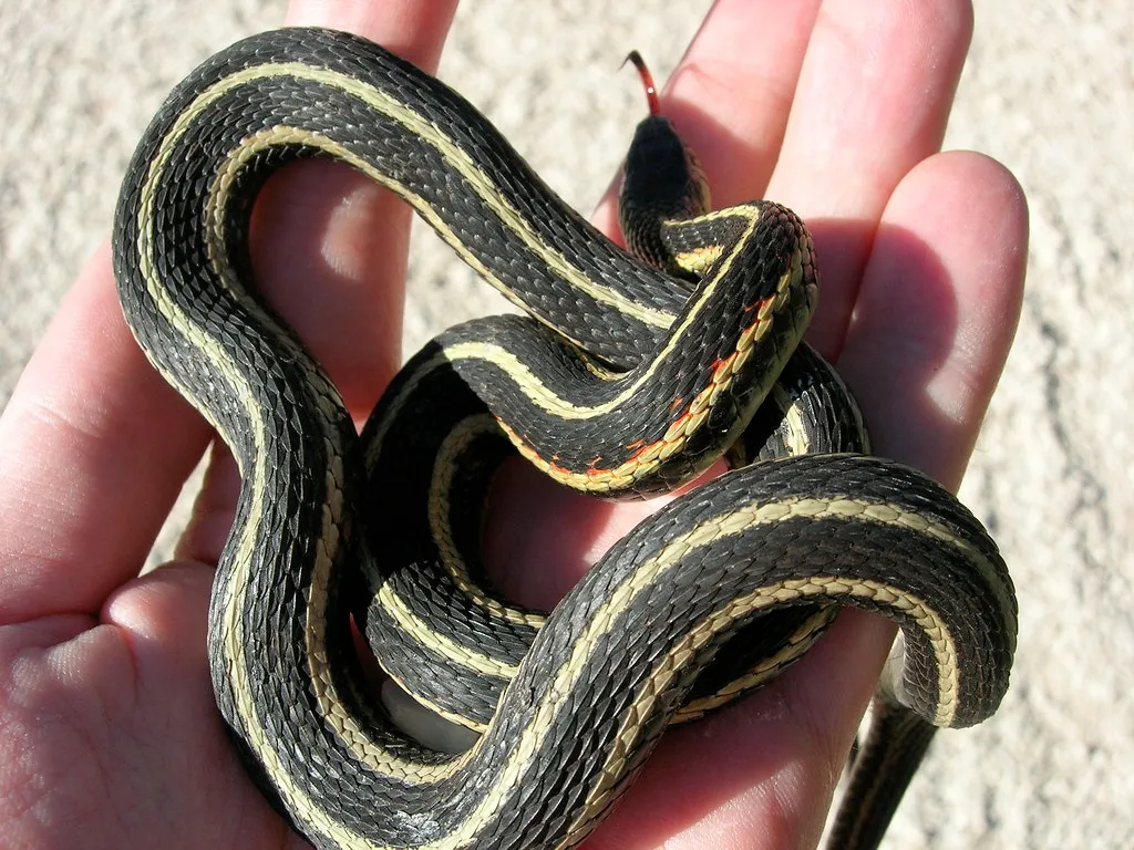 Most Species You'll See Are Harmless (Dano, Flickr, CC BY 2.0)