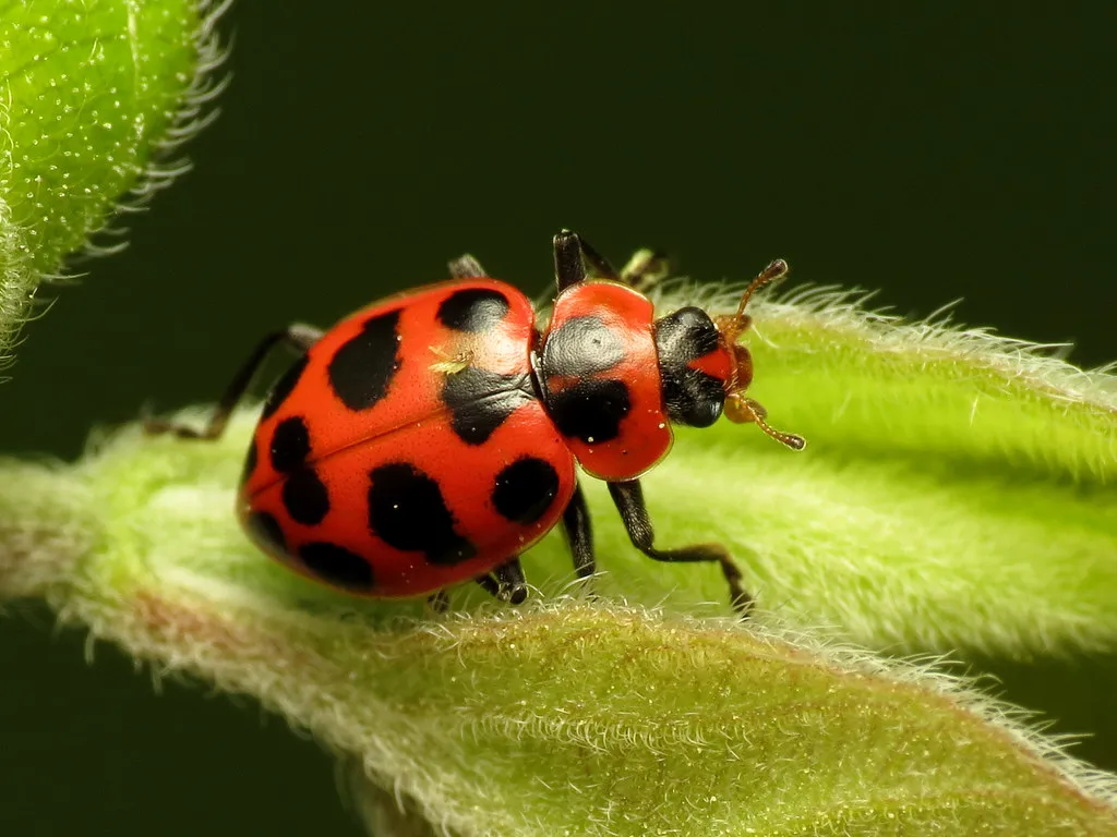 Integrated Pest Management as the Practical Standard (treegrow, Flickr, CC BY 2.0)