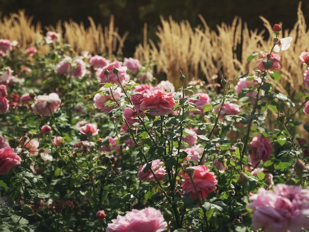 The Deadheading Habit Nobody Talks About Enough (Image Credits: Unsplash)