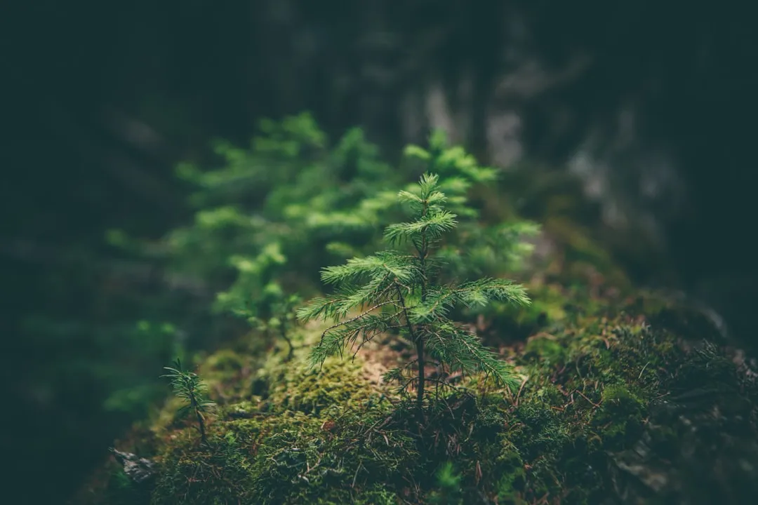 How to Check Whether Your Staking Is Causing Harm (Image Credits: Unsplash)