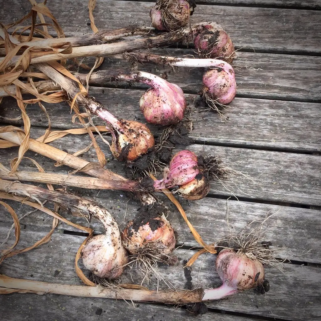 Curing, Storing, and Saving Seed Stock (Actual Brian Crawford, Flickr, CC BY 2.0)