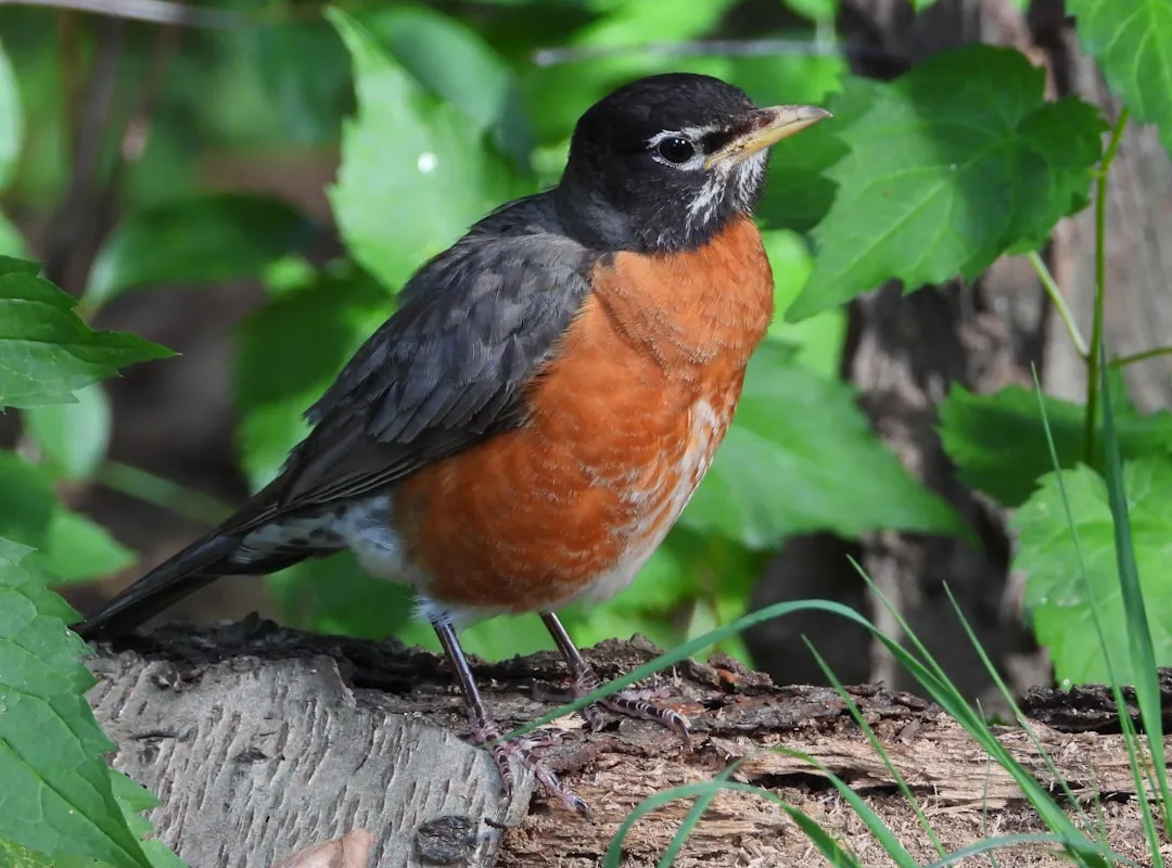 American Robin: Colorado's Most Seen Bird (Image Credits: Unsplash)