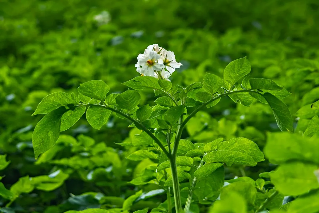 Why the Conventional Garden Mindset Is Slowly Changing (Image Credits: Unsplash)