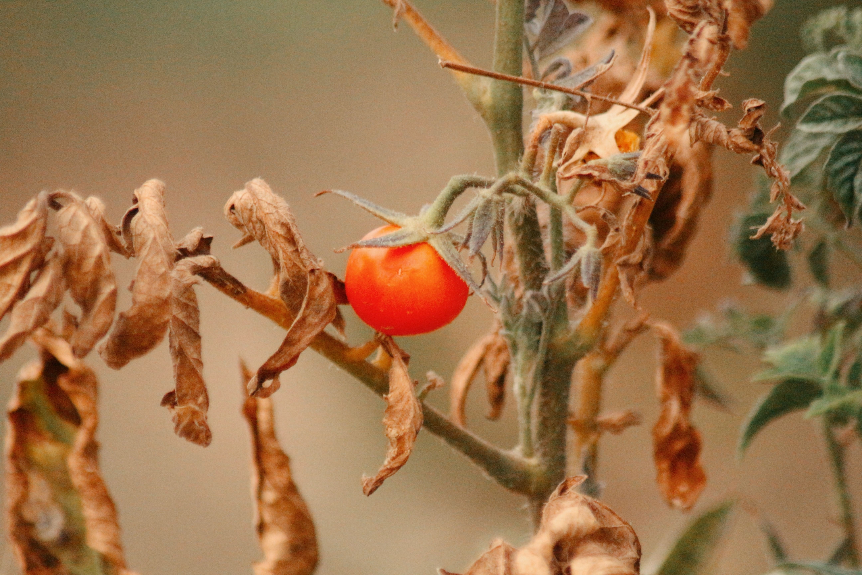 How to Spot and Treat Early Blight Before It Spreads to Your Whole Garden