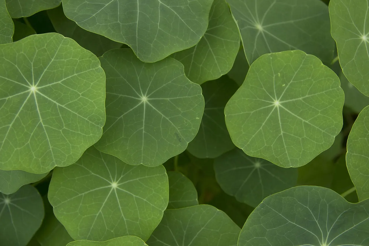 3. Nasturtium (Tropaeolum majus) - The Willing Decoy (Image Credits: Pixabay)