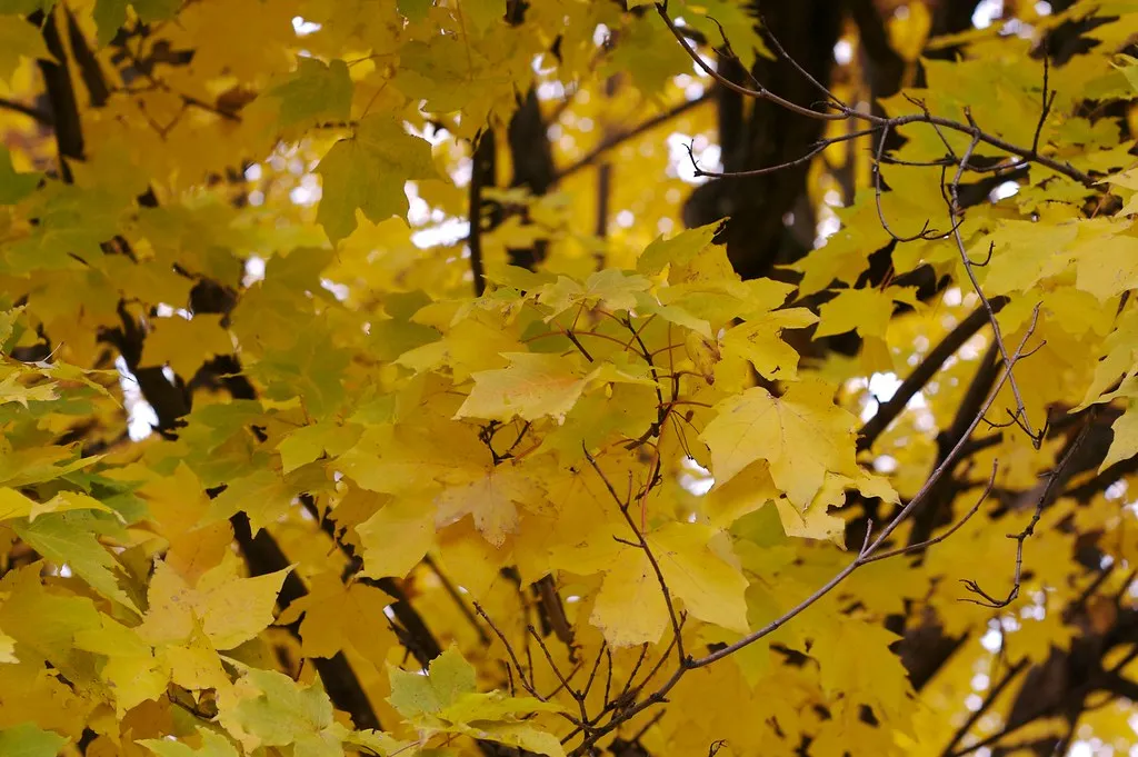 Conclusion: Read the Leaves, Then Act (DeaPeaJay, Flickr, CC BY-SA 2.0)