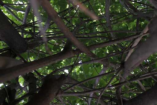 Branches Are Not Fully Independent (e.kotts, Flickr, CC BY 2.0)