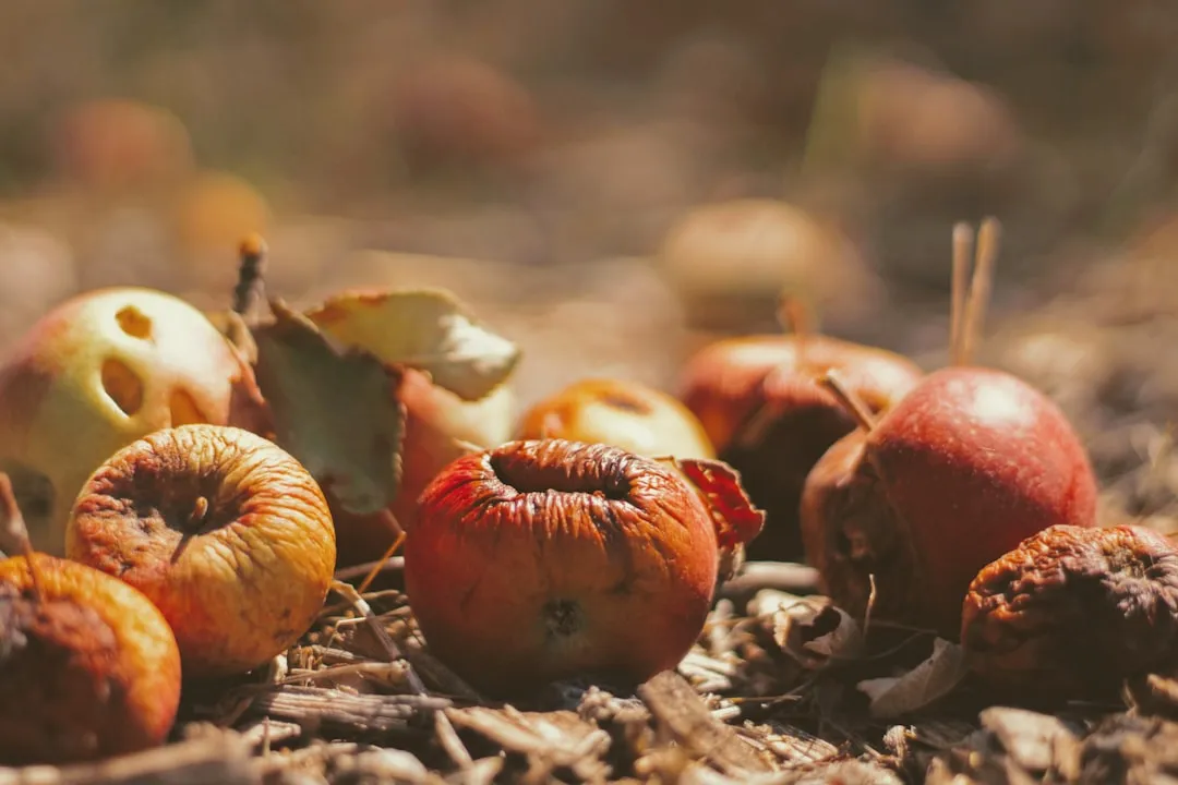 Start Composting Food Scraps (Image Credits: Unsplash)