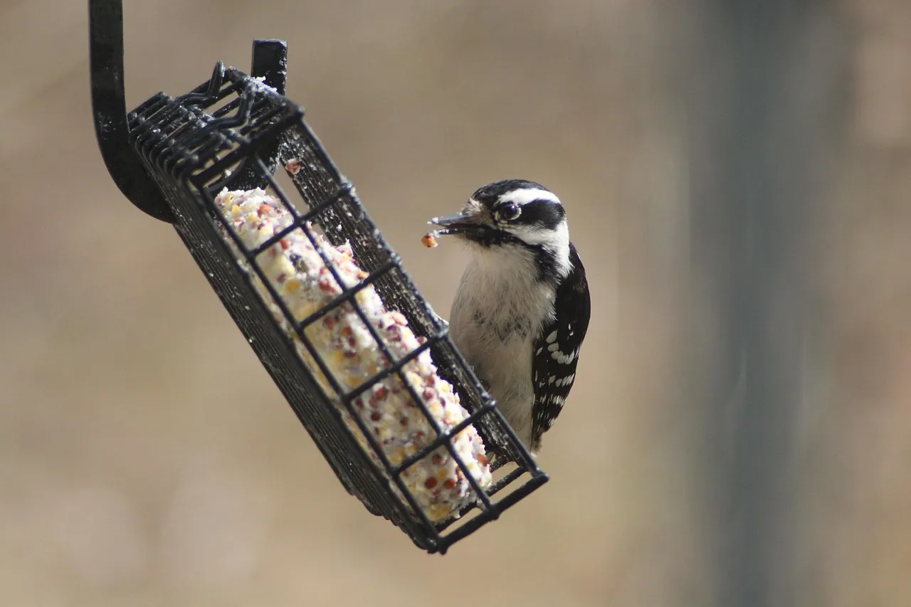 Suet and High Calorie Foods Add Fuel (Image Credits: Pixabay)