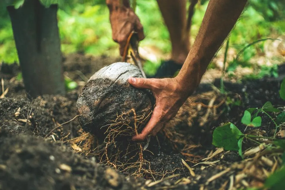 Root Behavior in Oversized Containers (Image Credits: Stocksnap)