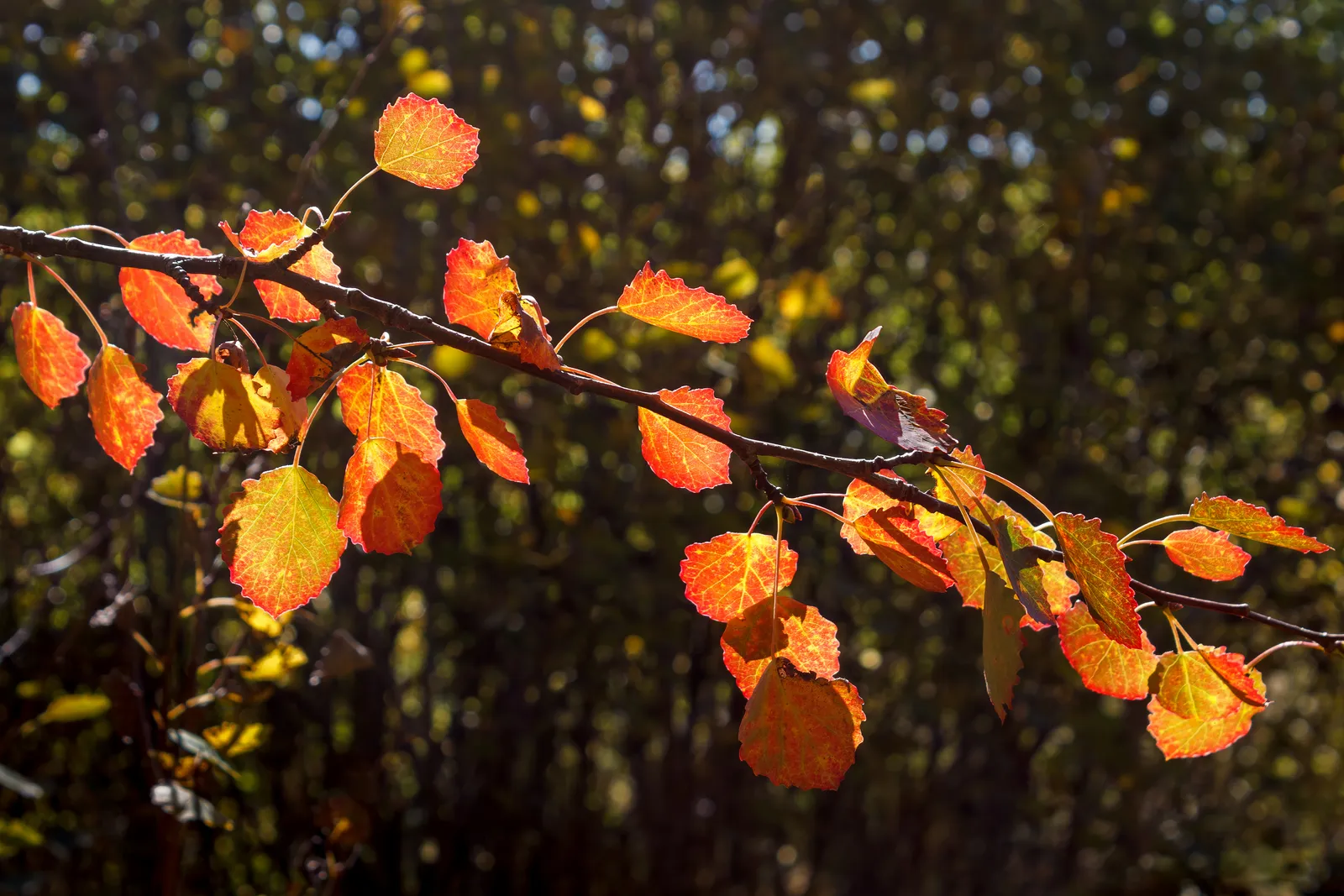 What Climate Change Is Doing to Autumn Colors (By W.carter, CC BY-SA 4.0)