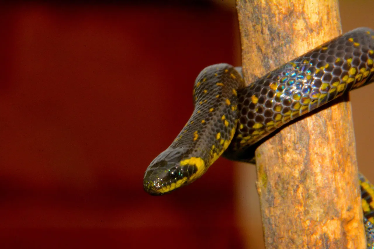 The Week's Landscape: What Draws Snakes Specifically to Your Yard (Image Credits: Pixabay)