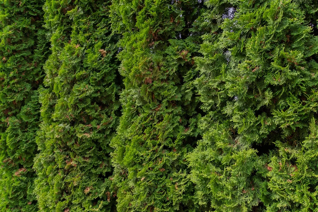 Why Layering These Plants Together Works Better Than a Single Row (Image Credits: Unsplash)