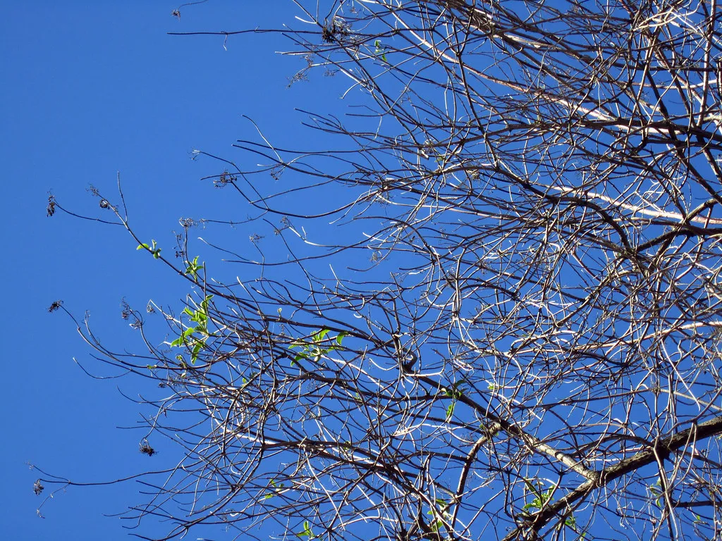 Blue Elderberry (Sambucus nigra ssp. caerulea): California Native That Keeps on Giving (briweldon, Flickr, CC BY 2.0)