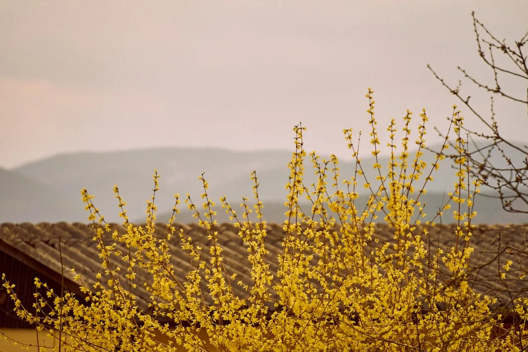 Spring Bloomers: The One-Shot Window (Image Credits: Unsplash)