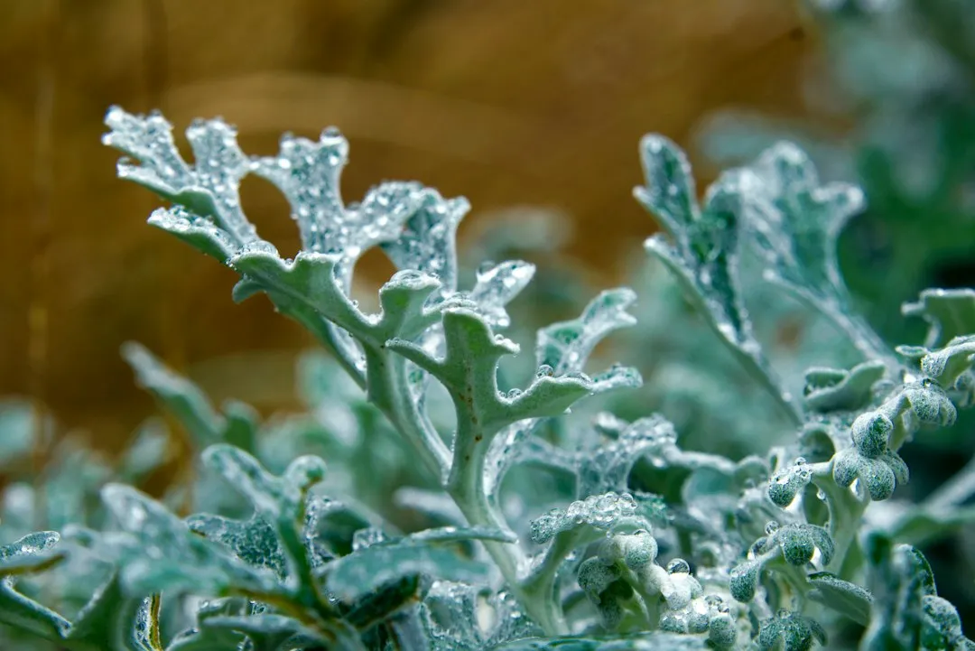 3. Kale: Gets Better After a Freeze (Image Credits: Unsplash)
