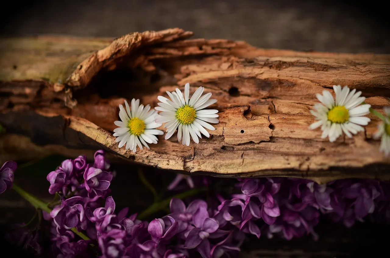Biophilic Design: The Bigger Force Behind the Trend (Image Credits: Pixabay)