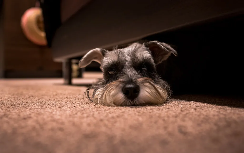 Dogs Are Wired to Monitor Your Emotional State (Island Way Photography, Flickr, CC BY 2.0)