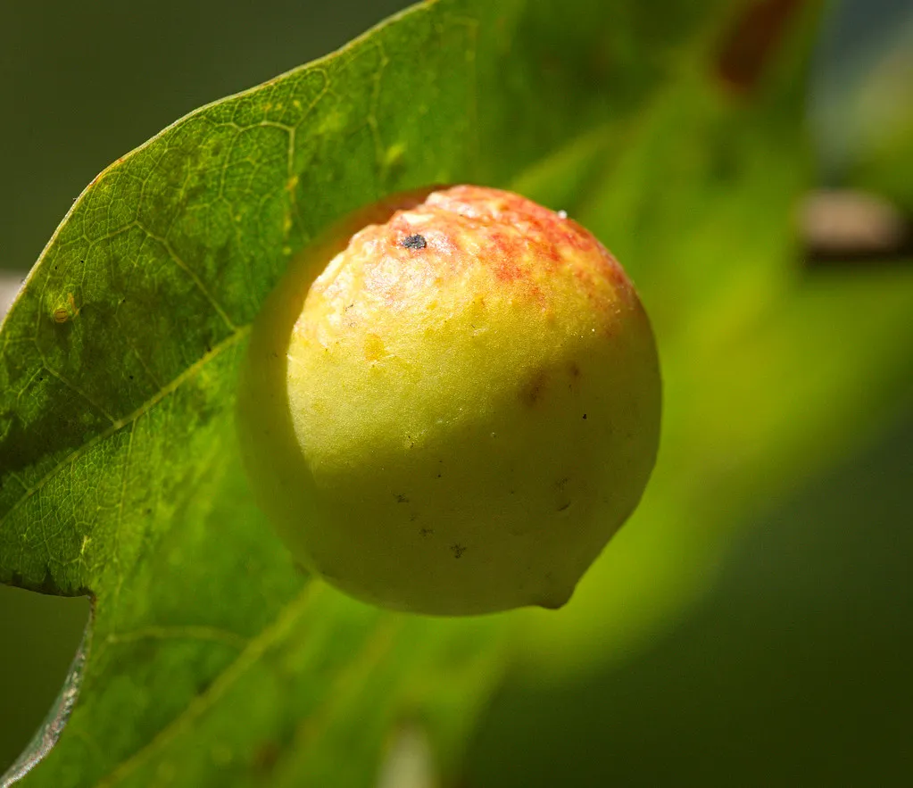 What an Oak Apple Gall Actually Is (hedera.baltica, Flickr, CC BY-SA 2.0)