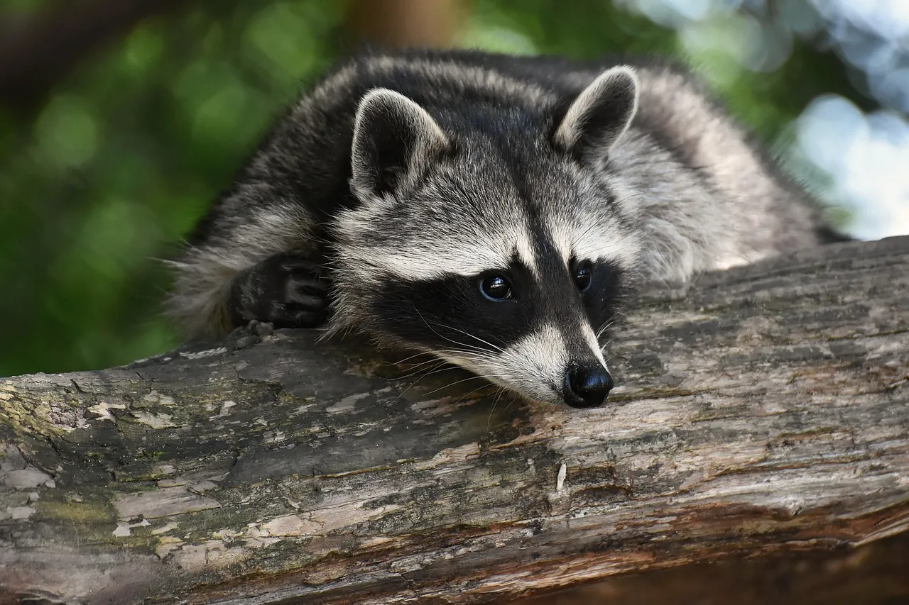 The Tree-Climbing Habit That Gets Them Onto Your Roof (Image Credits: Pixabay)