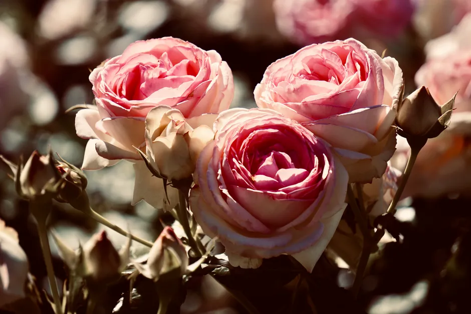 Sunlight Placement Is a Calculated Decision (Image Credits: Pexels)