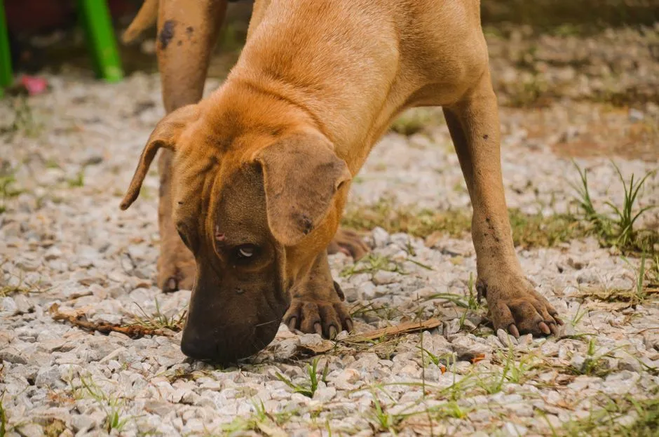 Sniffing the Ground When There's Nothing There (Image Credits: Pexels)