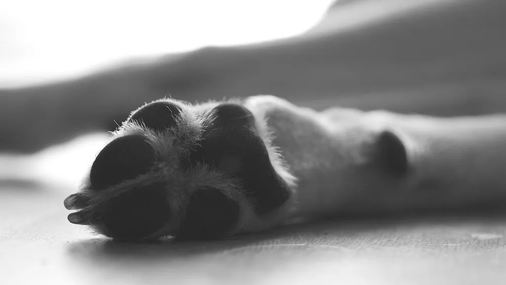 Paws Are Their Primary Sensory Tool (hasor, Flickr, CC BY-SA 2.0)