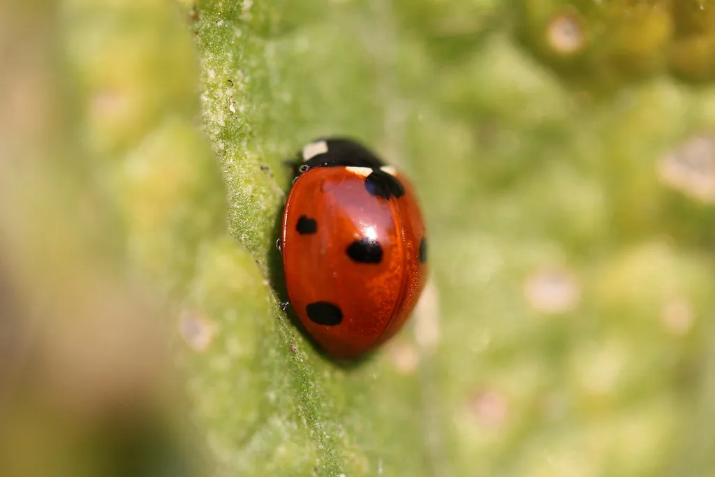 Welcoming Beneficial Insects as Allies (kellimatthews, Flickr, CC BY 2.0)