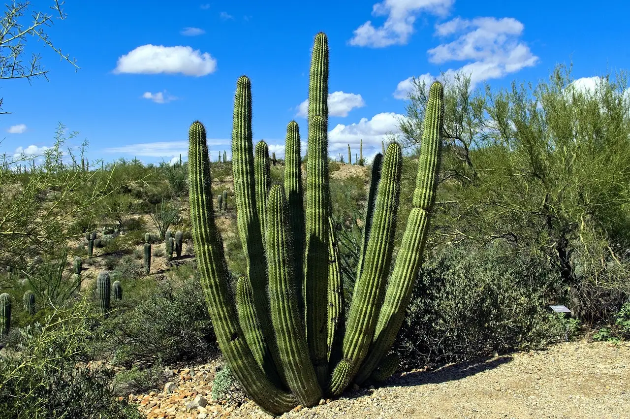 The Organ Pipe Cactus: Harmonious but Structured (Image Credits: Pixabay)