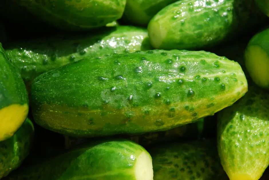 Why Squash and Cucumbers Depend So Heavily on Insect Visitors (Image Credits: Pexels)