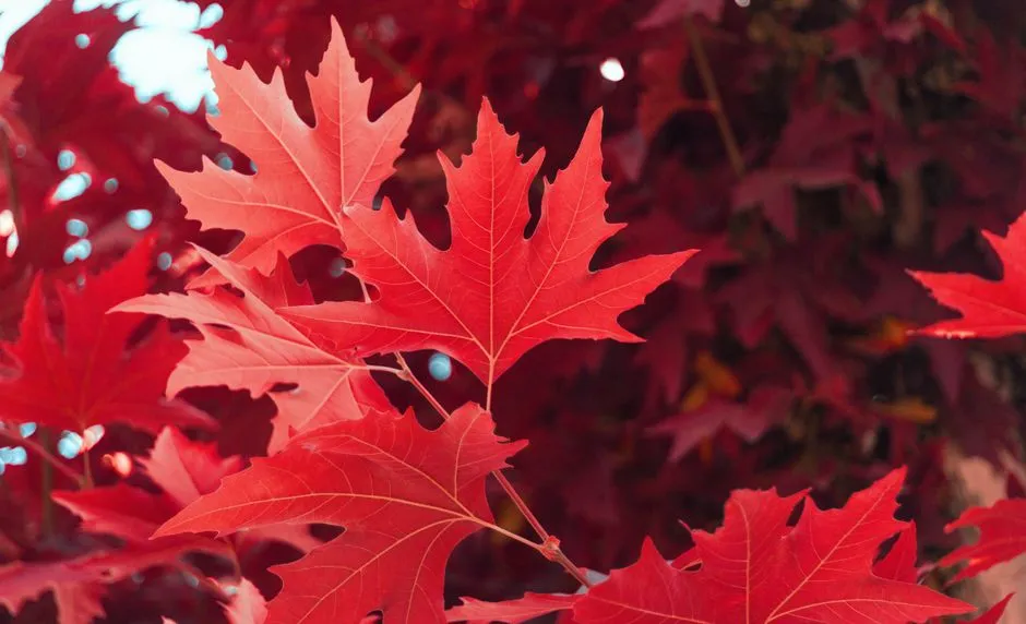 9. Armstrong Red Maple - The Columnar Option for Tight Spaces (Image Credits: Pexels)